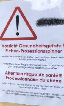 Processionnaire de chêne : les pistes cyclables aussi concernées